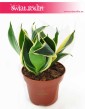 Sansevieria Hahnii Jade Marginata, Sansewieria Hahnii Jade Marginata, rosliny do mieszkania, rośliny z insta