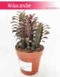 Euphorbia Trigona Rubra, Wilczomlecz Trigona Rubra