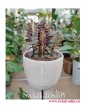 Euphorbia Trigona Rubra, Wilczomlecz Trigona Rubra, wsyłka roślin sklep, rosliny z insta, kwiaty doniczkowe