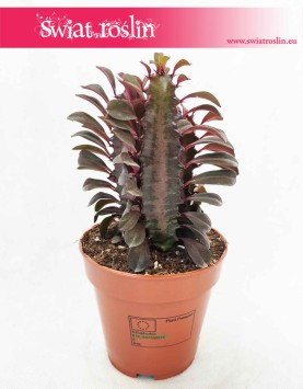 Euphorbia Trigona Rubra, Wilczomlecz Trigona Rubra, sklep online, wysyłka roślin