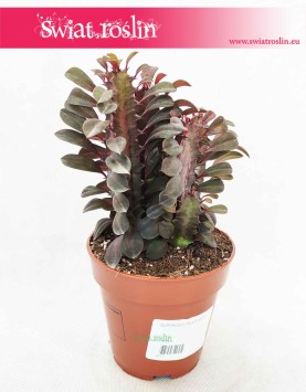 Euphorbia Trigona Rubra, Wilczomlecz Trigona Rubra, internetowy sklep z roslinami online