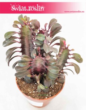 Euphorbia Trigona Rubra, Wilczomlecz Trigona Rubra, domowe rośliny doniczkowe