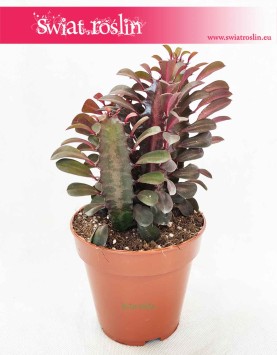 Euphorbia Trigona Rubra, Wilczomlecz Trigona Rubra, domowe kwiaty doniczkowe sklep online