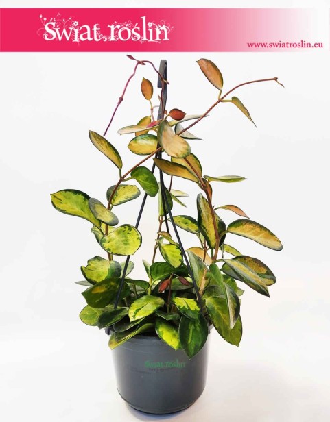 Hoja Australijska Lisa, Hoya Australis Lisa, Hoya Lisa, Hoja Lisa, Woskownica