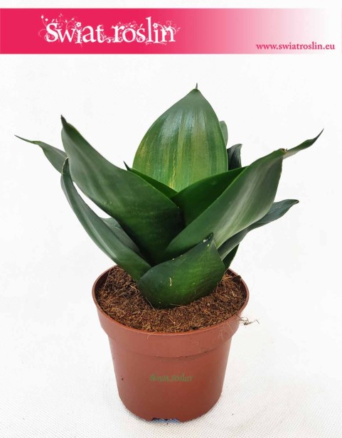 Sansevieria Hahnii Black, Sansewieria Hahnii Black