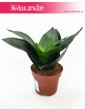 Sansevieria Hahnii Black, Sansewieria Hahnii Black, wysyłka roślin sklep online