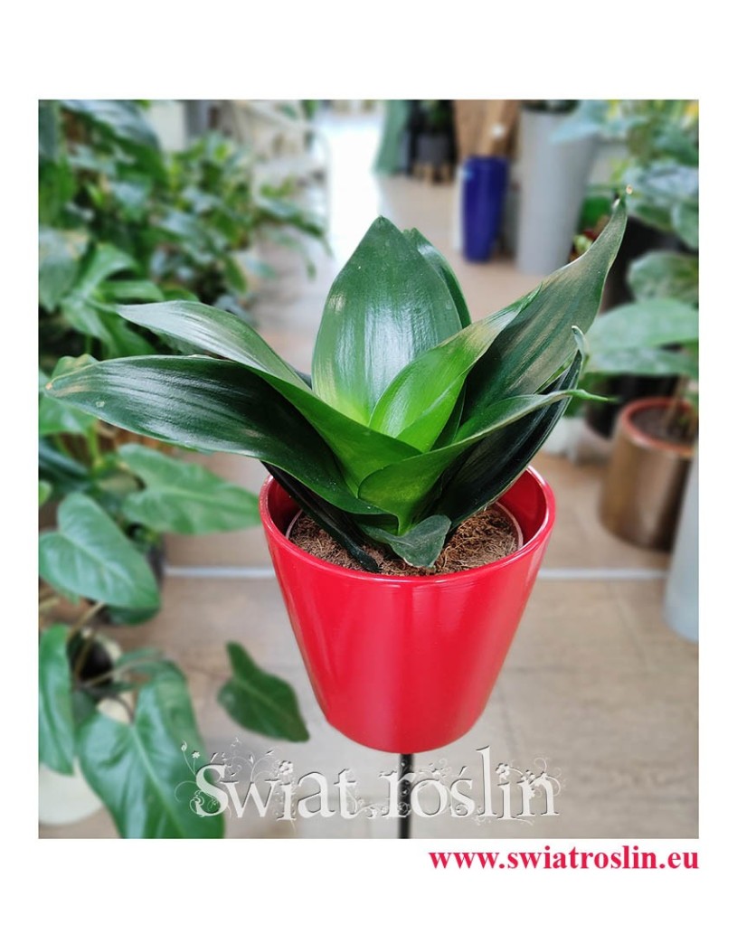 Sansevieria Hahnii Black, Sansewieria Hahnii Black, modne rośliny sklep Kraków