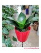 Sansevieria Hahnii Black, Sansewieria Hahnii Black, modne rośliny sklep Kraków