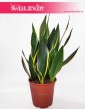 Sansewieria Diamond Flame, Wężownica, Sansevieria Diamond Flame, wysyłka roślin sklep internetowy online, sansevieria roślina