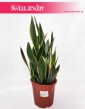 Sansewieria Diamond Flame, Wężownica, Sansevieria Diamond Flame, sklep z roślinami online sansevieria