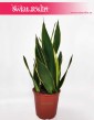 Sansewieria Diamond Flame, Wężownica, Sansevieria Diamond Flame, sklep z roślinami doniczkowymi sansevieria
