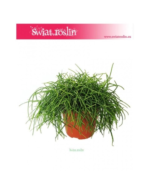 Rypsalis Cashero, Rhipsalis Cashero, Patyczak 3