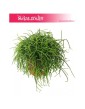 Rypsalis Cashero, Rhipsalis Cashero, Patyczak 4