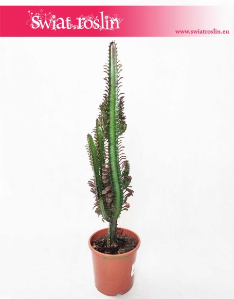Euphorbia Trigona Rubra, Wilczomlecz Trigona Rubra, sukulenty sklep w krakowie