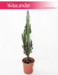 Euphorbia Trigona Rubra, Wilczomlecz Trigona Rubra, sukulenty sklep w krakowie