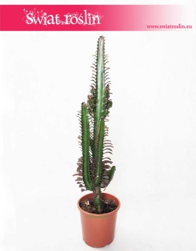 Euphorbia Trigona Rubra, Wilczomlecz Trigona Rubra, sukulenty sklep online