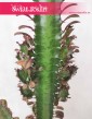 Euphorbia Trigona Rubra, Wilczomlecz Trigona Rubra, sukulenty sklep internetowy online
