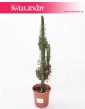 Euphorbia Trigona Rubra, Wilczomlecz Trigona Rubra, kwiaty doniczkowe, skukulenty wysyłka