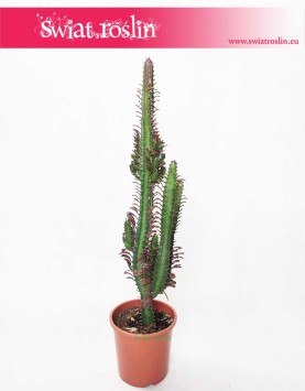 Euphorbia Trigona Rubra, Wilczomlecz Trigona Rubra, duże kaktusy sklep onternetowy
