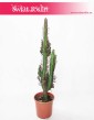 Euphorbia Trigona Rubra, Wilczomlecz Trigona Rubra, duże kaktusy sklep onternetowy