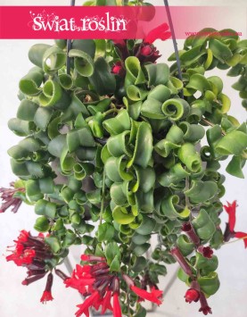 Eschynantus Twister, Eszynantus Twister, Aeschynanthus Twister, modne rośliny sklep online