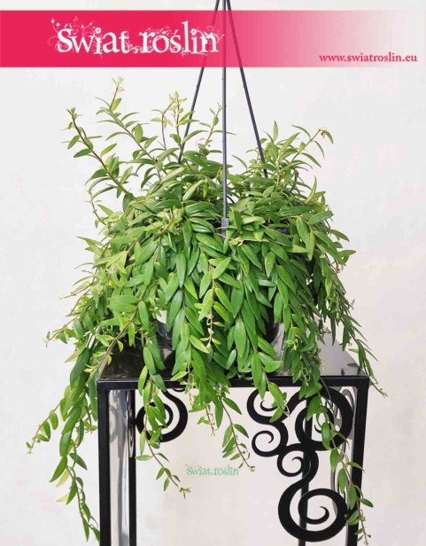 Eschynantus Japhrolepis, Eszynantus Japhrolepis, Aeschynanthus Japhrolepis