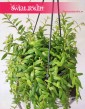 Eschynantus Japhrolepis, Eszynantus Japhrolepis, Aeschynanthus Japhrolepis, sklep z roślinami kwiatami doniczkowymi online