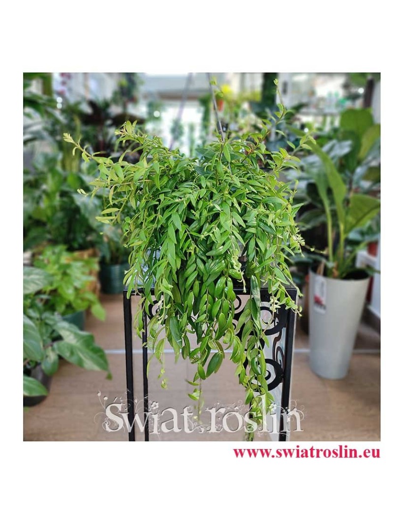 Eschynantus Japhrolepis, Eszynantus Japhrolepis, Aeschynanthus Japhrolepis, modne rośliny popularne rośliny sklep