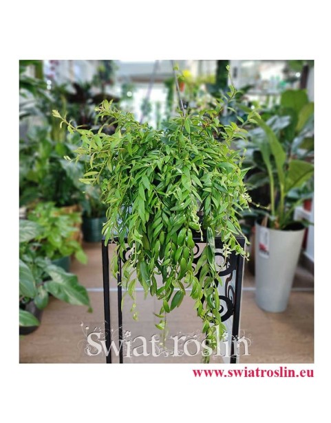 Eschynantus Japhrolepis, Eszynantus Japhrolepis, Aeschynanthus Japhrolepis, modne rośliny popularne rośliny sklep