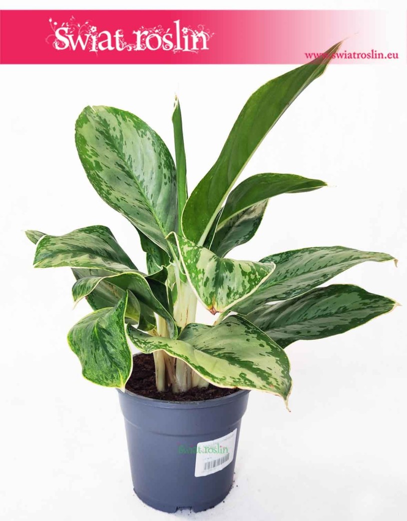 Aglaonema Cintho Queen, Aglonema Cintho Queen, aglonema sklep z roślinami Kraków