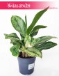 Aglaonema Cintho Queen, Aglonema Cintho Queen, aglonema sklep z roślinami Kraków