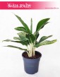 Aglaonema Cintho Queen, Aglonema Cintho Queen, aglonema sklep online z roślinami