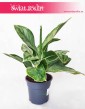 Aglaonema Cintho Queen, Aglonema Cintho Queen, aglonema wysyłka