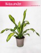 Dracaena Fragrans Charley, Dracena Wonna Charley
