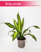 Dracaena Fragrans Charley, Dracena Wonna Charley, kwiaty doniczkowe