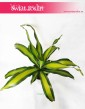 Dracaena Fragrans Charley, Dracena Wonna Charley, duża dracena sklep online