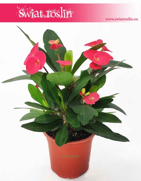 Wilczomlecz Lśniący, Euphorbia Milii