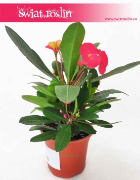 Wilczomlecz Lśniący, Euphorbia Milii, sukulenty sklep Kraków, wysyłka roślin, wysyłka sukulentów