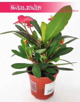Wilczomlecz Lśniący, Euphorbia Milii, sklep z roślinami internetowy online, sukulenty online