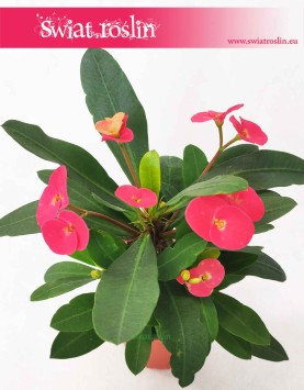 Wilczomlecz Lśniący, Euphorbia Milii, modne sukulenty, popularne sukulenty