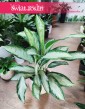 Aglaonema Cleopatra, Aglonema Cleopatra, aglonema sklep Kraków, wsyłka roślin sklep online