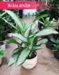 Aglaonema Cleopatra, Aglonema Cleopatra sklep