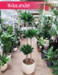 Duża Dracaena Compacta, Wielka Dracena Compacta