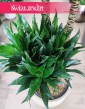 Duża Dracaena Compacta, Wielka Dracena Compacta, wysyłka roślin doniczkowych