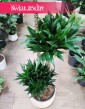Duża Dracaena Compacta, Wielka Dracena Compacta, sklep z roślinami online