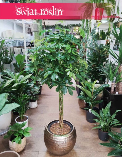 Duża Schefflera Arboricola Nora, Wielka Szeflera Drzewkowata Nora