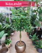 Schefflera Arboricola Nora,  Szeflera Drzewkowata Nora, Elegancka roślina doniczkowa sklep internetowy online, kwiaty doniczkowe