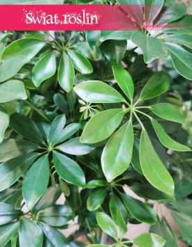 Duża Schefflera Arboricola Nora, Wielka Szeflera Drzewkowata Nora sklep z roślinami online