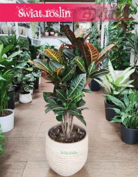 Kroton Petra, Croton Petra, Trójskrzyn, Codiaeum, kwiaty doniczkowe