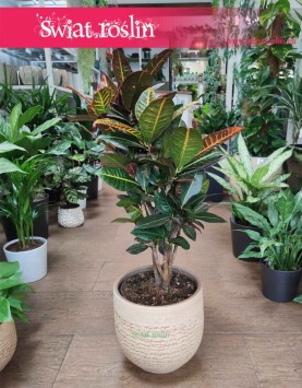 Kroton Petra, Croton Petra, Trójskrzyn, Codiaeum, rosliny do firmy